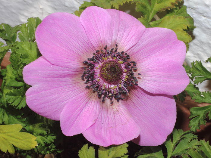mp_anemone_cdc_2015_02.jpg
