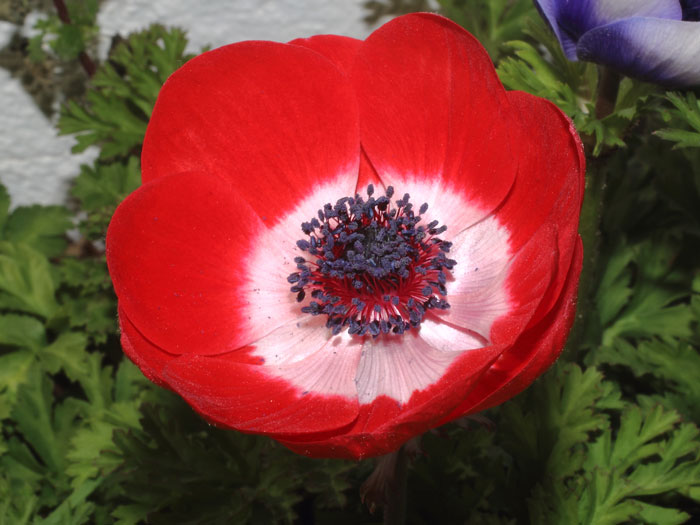 mp_anemone_cdc_2015_05.jpg