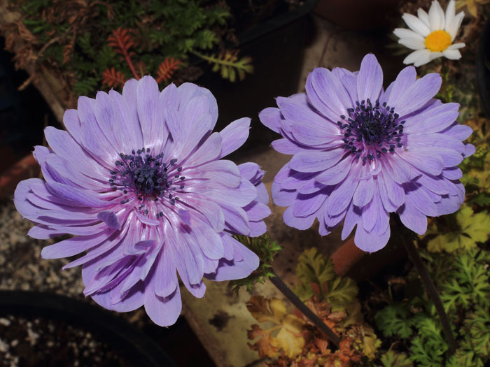 mp_anemone_csb_2015_02.jpg