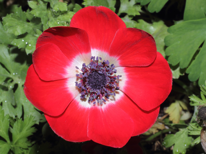 mp_anemone_dcaen_2013_06.jpg