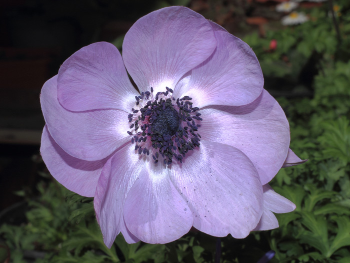 mp_anemone_dcaen_2014_01.jpg