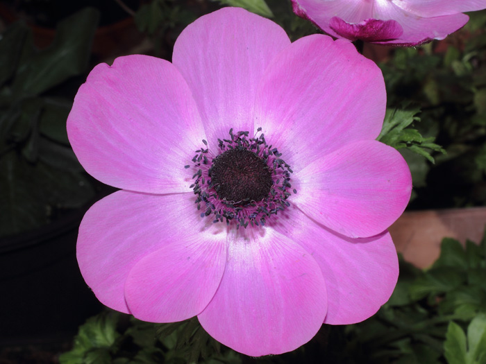 mp_anemone_sylph_2014_02.jpg