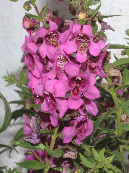 mp_angelonia_ang_2016_01.jpg