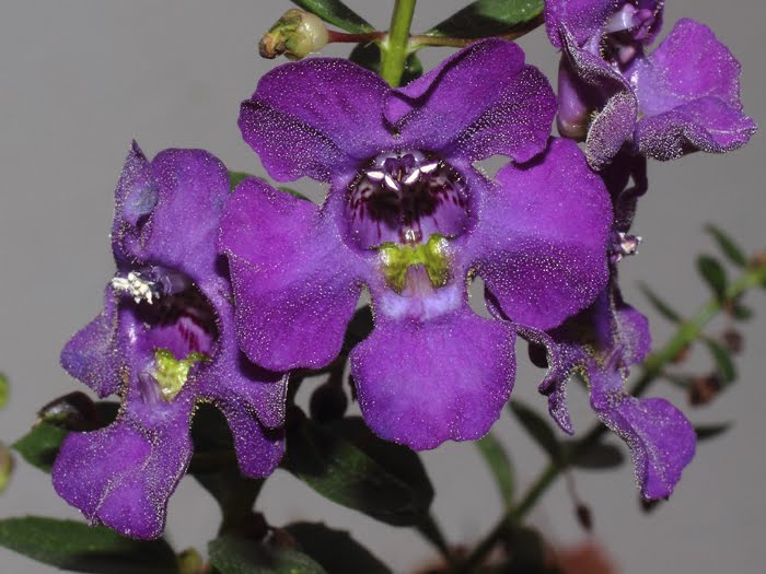 mp_angelonia_ang_2016_02.jpg