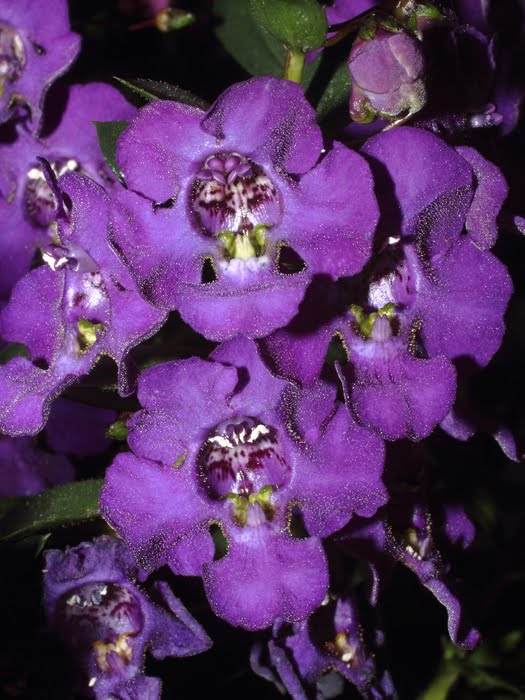 mp_angelonia_ang_2016_03.jpg