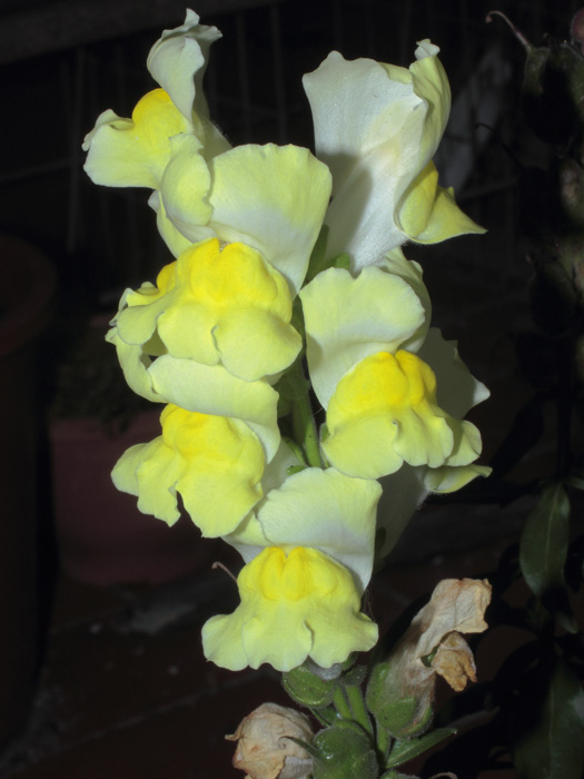 mp_antirrhinum_2014_02.jpg