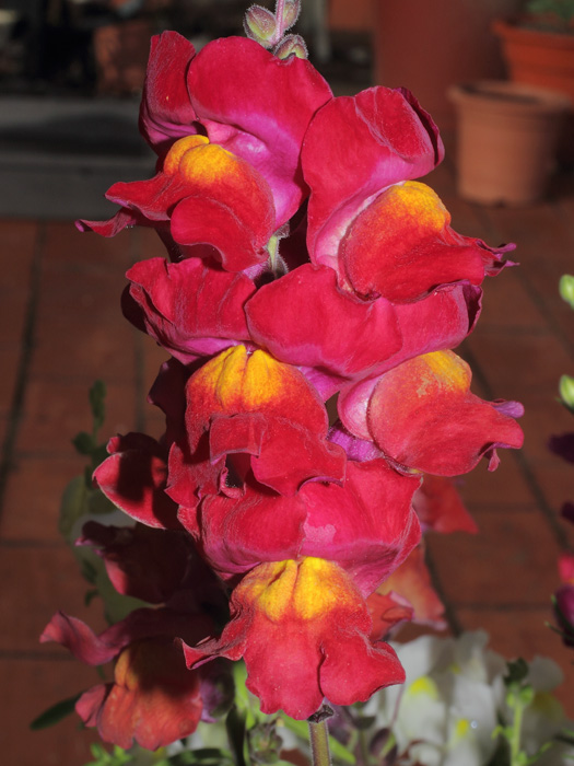 mp_antirrhinum_alt_2013_07.jpg