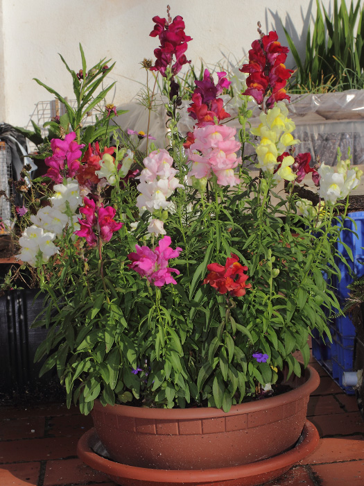 mp_antirrhinum_alt_2013_08.jpg