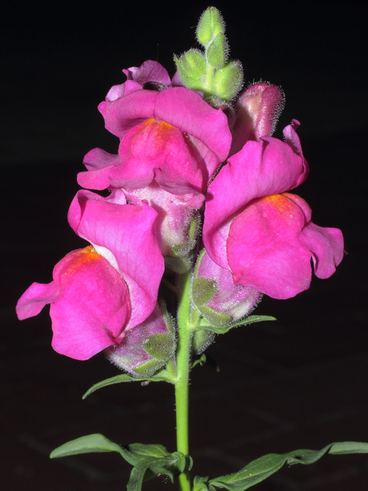 mp_antirrhinum_alt_2013_10.jpg