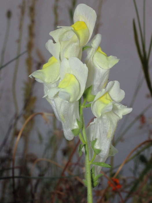 mp_antirrhinum_bra_2017_01.jpg