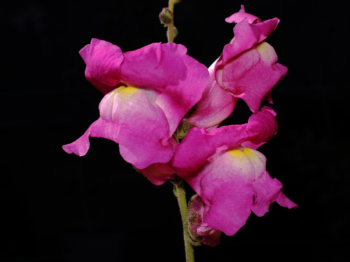 mp_antirrhinum_maj_2018_01.jpg