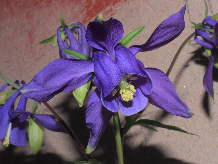 mp_aqui_alp_2013_03.jpg