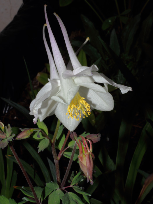 mp_aquilegia_2012-01.jpg