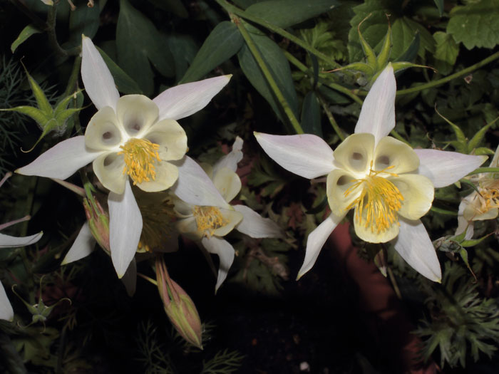 mp_aquilegia_2013_04.jpg