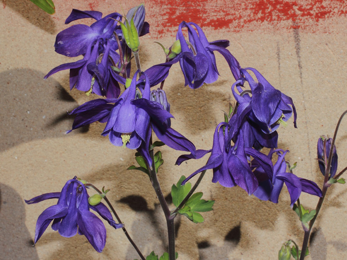 mp_aquilegia_alp_2014_02.jpg