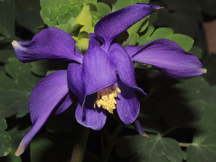 mp_aquilegia_alp_2015_01.jpg