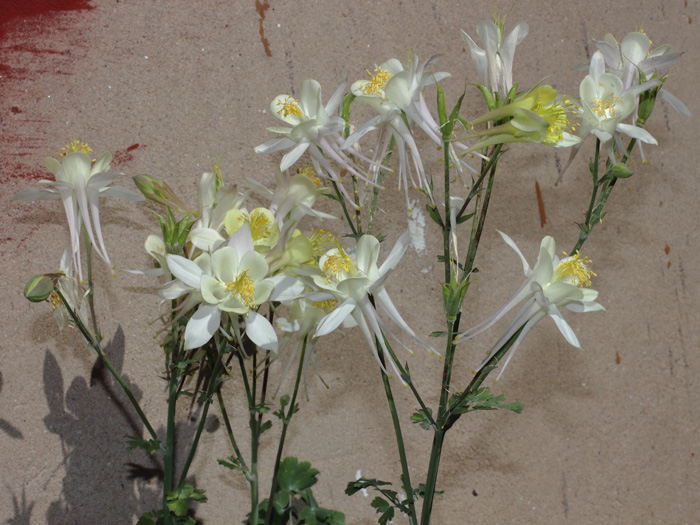 mp_aquilegia_mkn_2014_01.jpg
