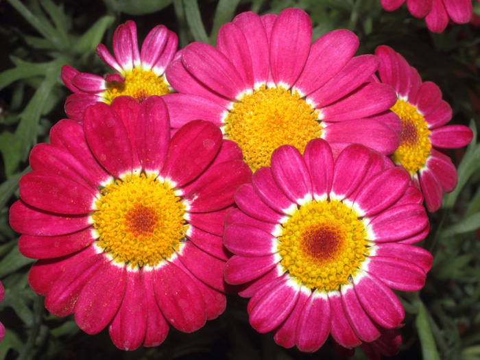 mp_argyranthemum_2014_01.jpg