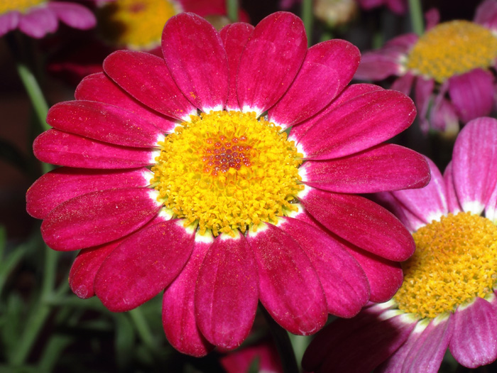 mp_argyranthemum_2014_02.jpg