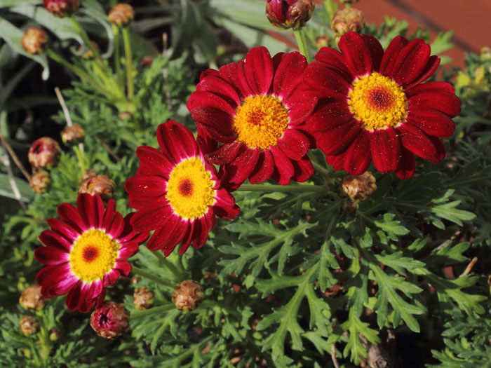 mp_argyranthemum_fru_2015_01.jpg