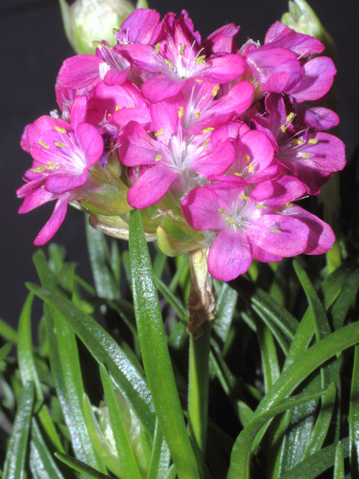 mp_armeria_mar_2014_01.jpg