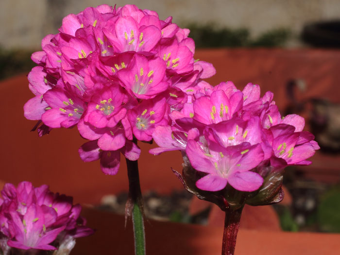 mp_armeria_mar_2015_01.jpg