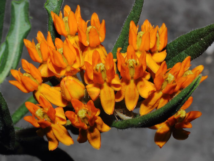 mp_asclepias_tuberosa_2013_01.jpg