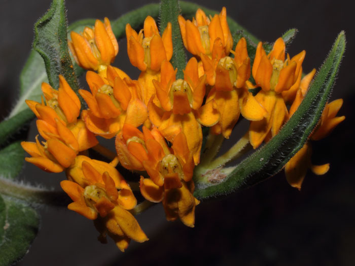 mp_asclepias_tuberosa_2013_02.jpg