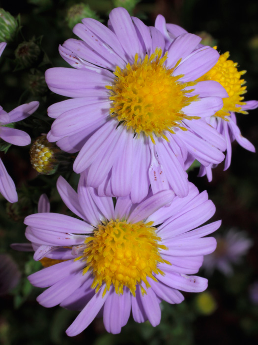 mp_aster_nb_2012_02.jpg