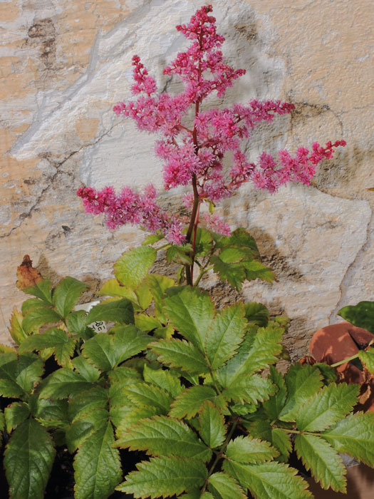 mp_astilbe_glut_2013_02.jpg