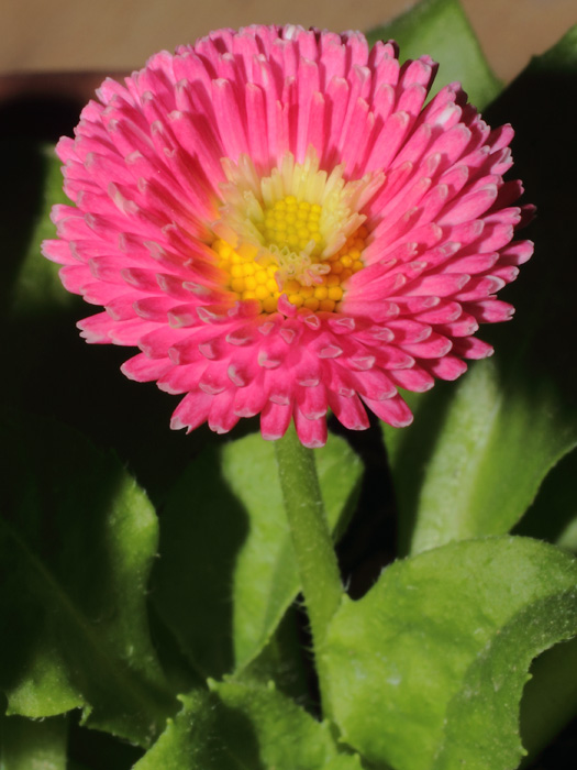 mp_bellis_per_2014_01.jpg