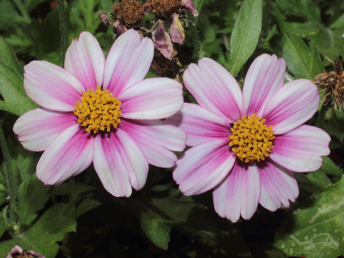 mp_bidens_dst_2015_01.jpg
