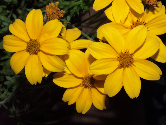 mp_bidens_fer_2013_01.jpg