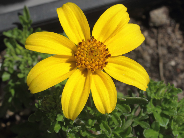 mp_bidens_fer_2014_01.jpg