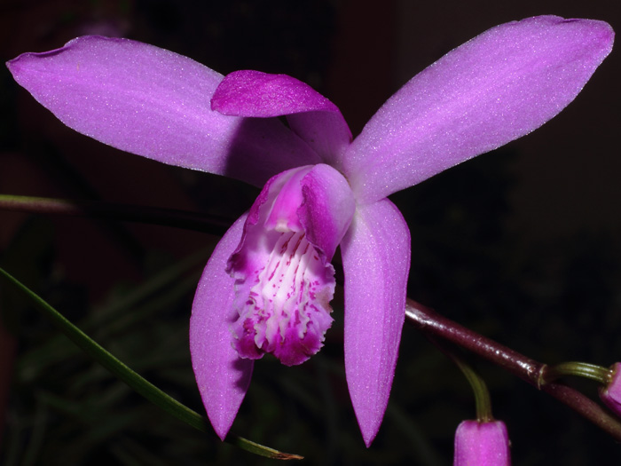 mp_bletilla_st_2014_01.jpg