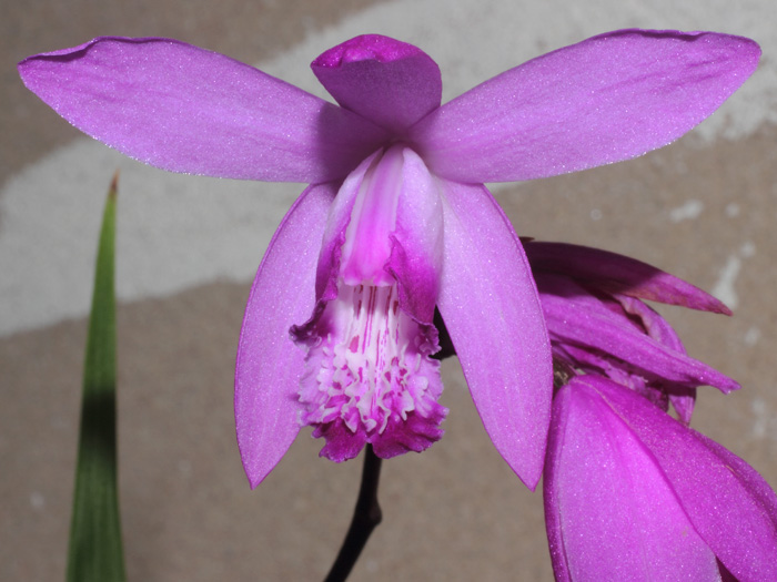 mp_bletilla_st_2014_02.jpg