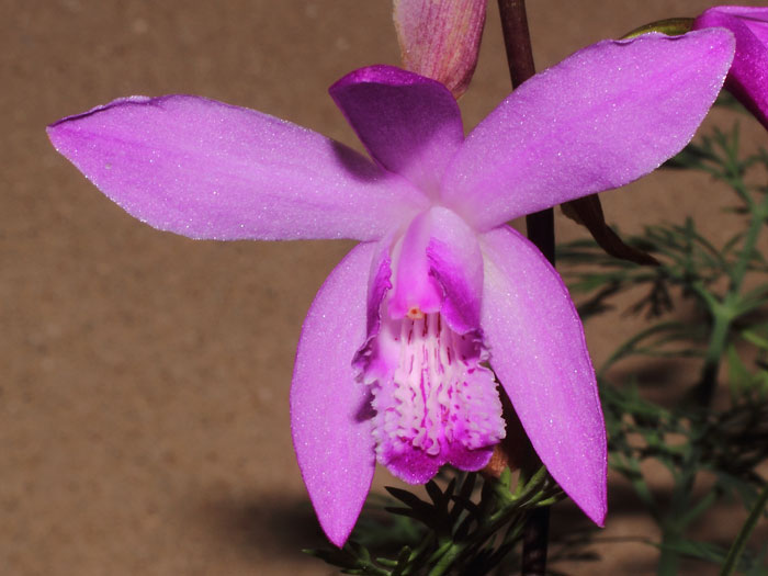 mp_bletilla_str_2015_01.jpg