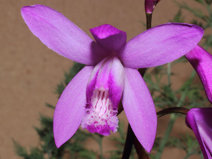 mp_bletilla_str_2015_02.jpg