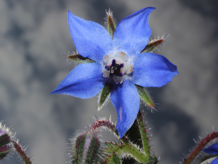 mp_borago_off_2015_02.jpg