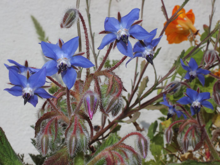 mp_borago_off_2016_01.jpg