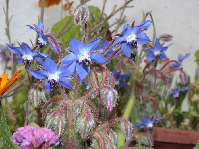 mp_borago_off_2016_02.jpg
