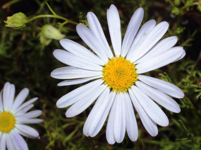 mp_brachyscome_2014_04.jpg