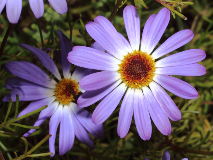 mp_brachyscome_2014_05.jpg