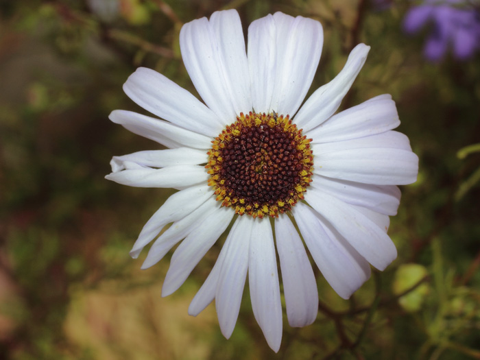 mp_brachyscome_2014_06.jpg