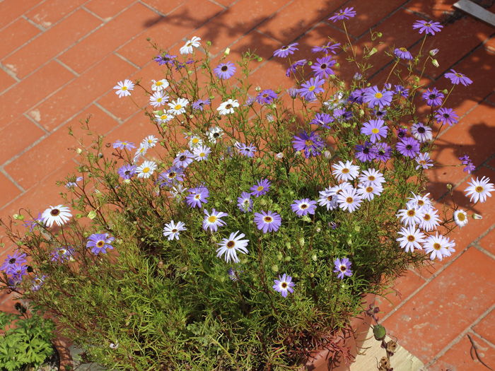 mp_brachyscome_2014_07.jpg