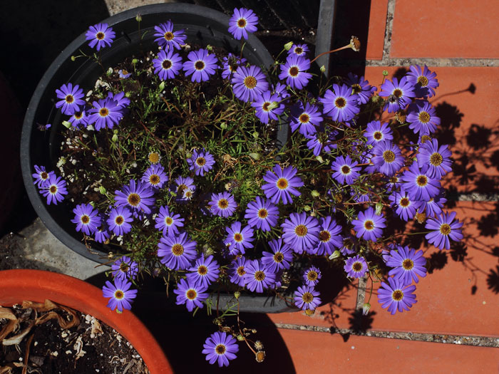 mp_brachyscome_ibe_2015_04.jpg
