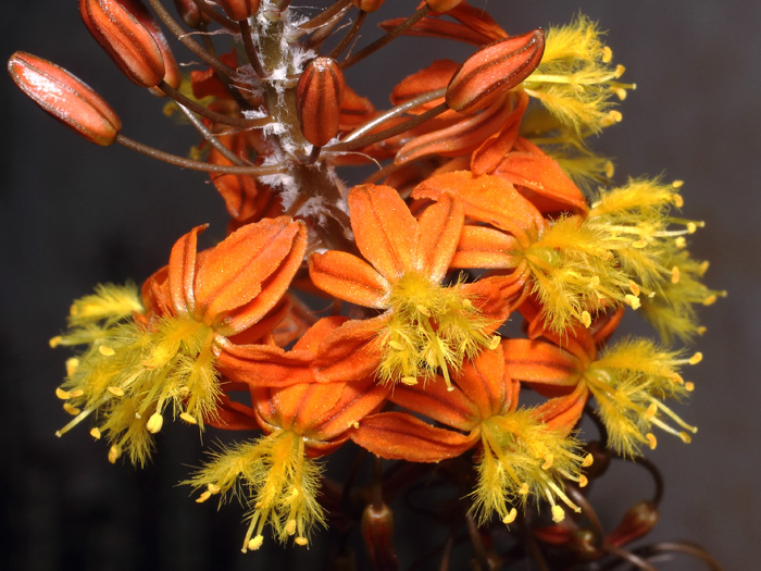 mp_bulbine_fru_2017_05.jpg