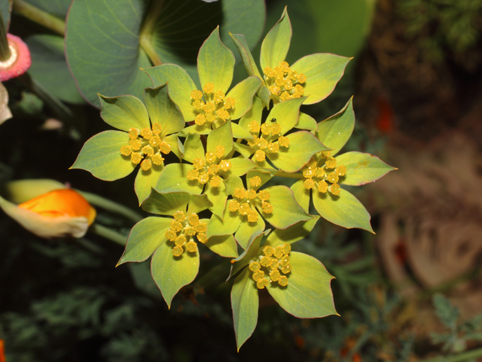 mp_bupleurum_rot_2016_01.jpg