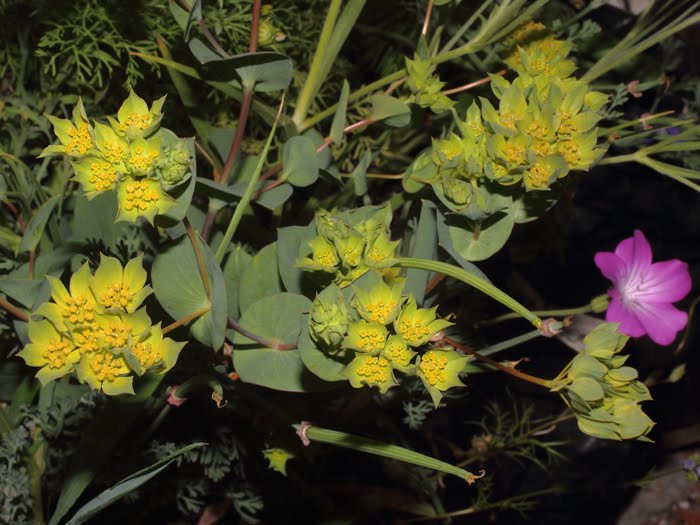 mp_bupleurum_rot_2016_02.jpg