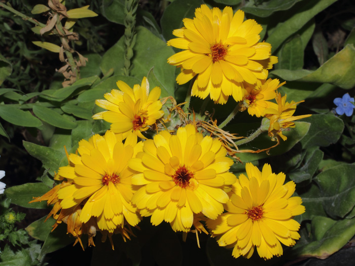 mp_calendula_off_2014_06.jpg